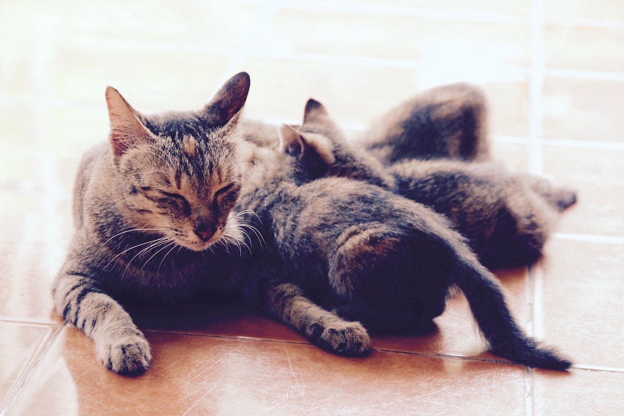 猫科动物有几种.猫科动物有几种图片？
