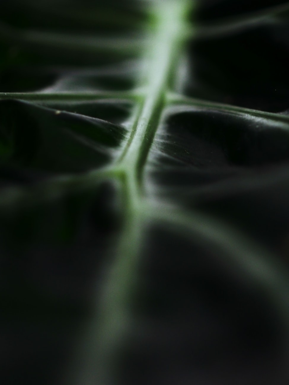 植物杂交育种和植物体细胞杂交的区别.植物体细胞杂交的育种原理