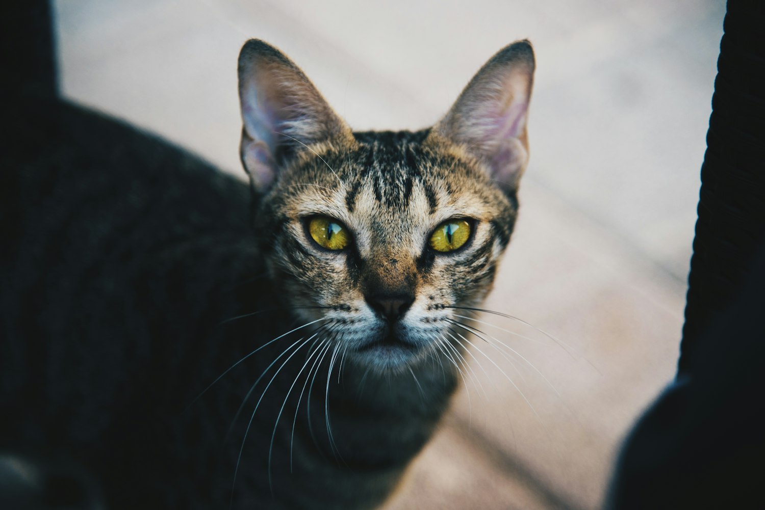 动物凶猛的目录.动物凶猛是什么类型的小说 动物凶猛的目录.动物凶猛是什么类型的小说