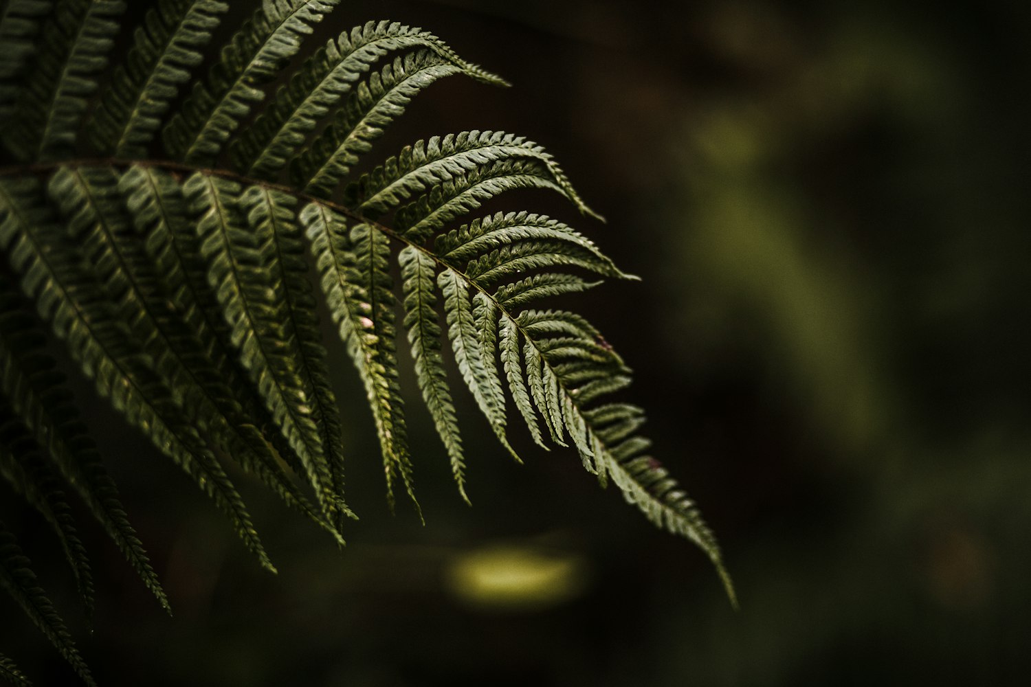 什么是蕨类植物,蕨类植物怎么养.蕨类植物包括哪些 什么是蕨类植物,蕨类植物怎么养.蕨类植物包括哪些