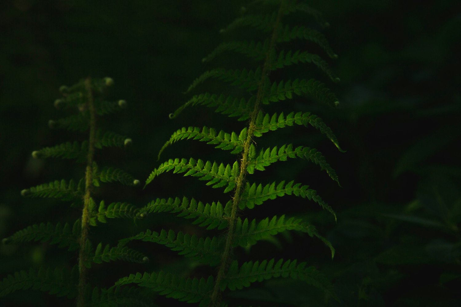 什么是蕨类植物,蕨类植物怎么养.蕨类植物包括哪些 什么是蕨类植物,蕨类植物怎么养.蕨类植物包括哪些