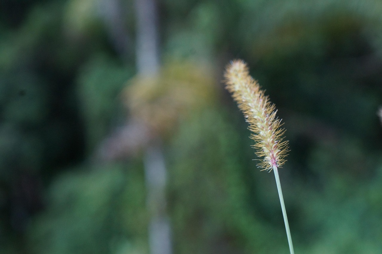 你知道哪些植物传播种子的方法,写一写〃你还知道哪些植物传播种子 你知道哪些植物传播种子的方法,写一写〃你还知道哪些植物传播种子