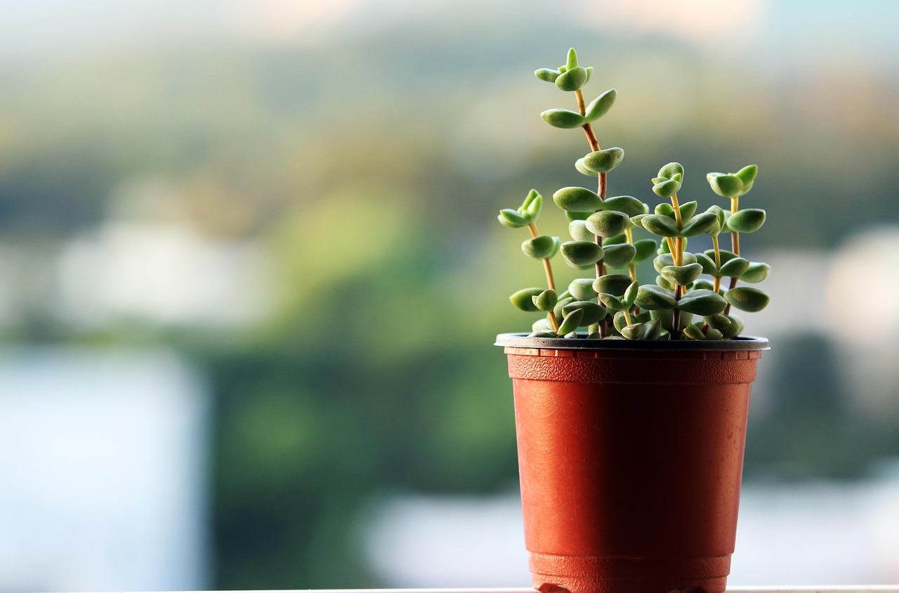 盆栽植物养护方法-盆栽养护指北